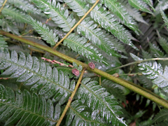 Cletomorpha simulans