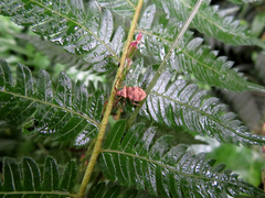 Cletomorpha simulans