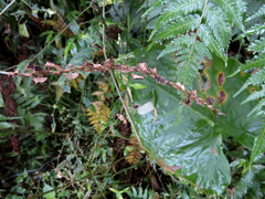 Cletomorpha simulans