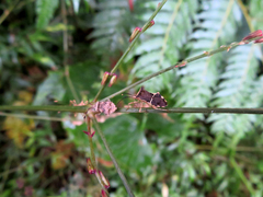 Cletomorpha simulans