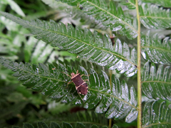 Cletomorpha simulans