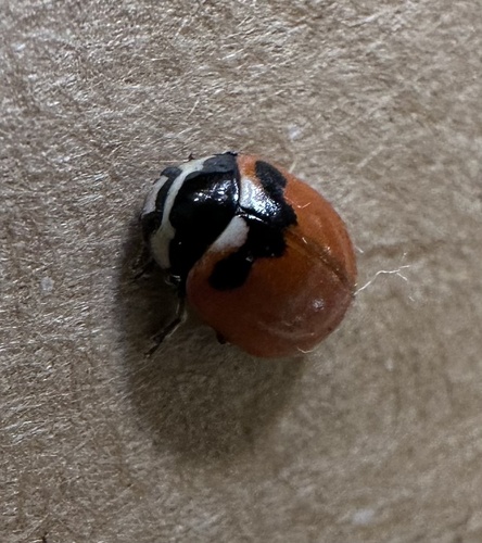 Pacific Three-banded Lady Beetle photographed in Massachusetts