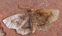 Metarranthis hypochraria