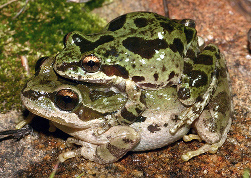 iNaturalist observation photo of Pacific chorus frog