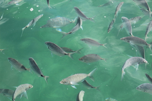 Bermuda porgy (Diplodus bermudensis) — Sparidae — 5