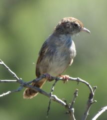 Cisticola subruficapilla