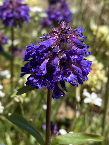 Washington Beardtongue (Penstemon washingtonensis)