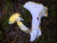 Albatrellaceae