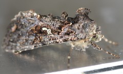 Ctenoplusia limbirena