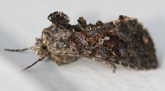 Ctenoplusia limbirena