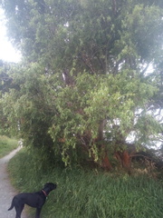Salix babylonica tortuosa