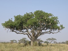 Kigelia africana image