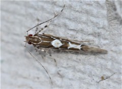 Pyroderces apparitella