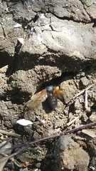 Megachile atrata
