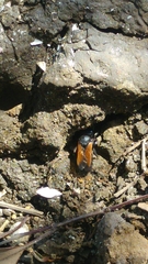 Megachile atrata