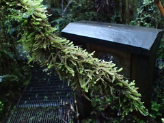 Weymouthia cochlearifolia