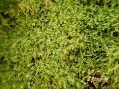 Zoopsis argentea