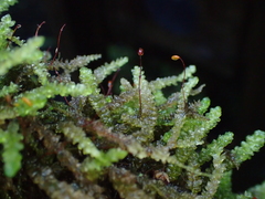 Weymouthia cochlearifolia