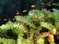 Weymouthia cochlearifolia