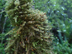 Weymouthia cochlearifolia