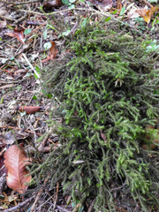 Echinodiopsis hispida