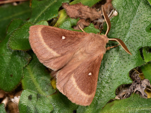 Grass Eggar