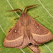 Grass Eggar - Photo (c) Paolo Mazzei, some rights reserved (CC BY-NC), uploaded by Paolo Mazzei