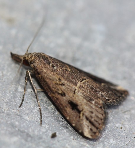 Pinion-streaked Snout, photo 3 of 7