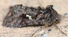 Ctenoplusia limbirena