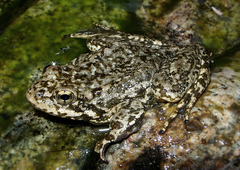 Rana muscosa