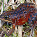 Oregon Spotted Frog - Photo (c) Flaxington, some rights reserved (CC BY-NC), uploaded by Flaxington