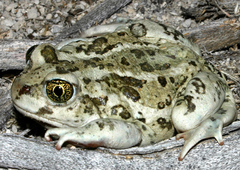 Spea intermontana