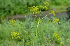 Pastinaca sativa sylvestris