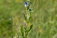 Delphinium retropilosum