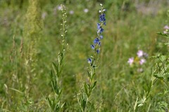 Delphinium retropilosum