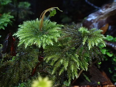 Mniodendron comatum