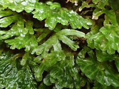 Pallavicinia