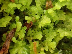 Trichocolea mollissima