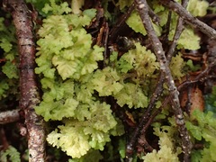 Trichocolea mollissima