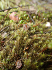 Breutelia pendula