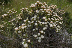 Pimelea traversii traversii