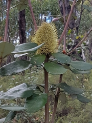 Banksia saxicola