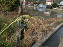 Sorghum arundinaceum
