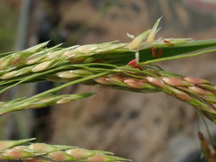 Sorghum arundinaceum