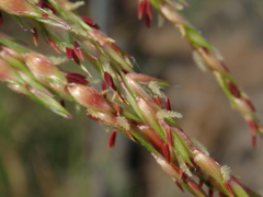 Sorghum arundinaceum