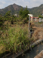 Sorghum arundinaceum