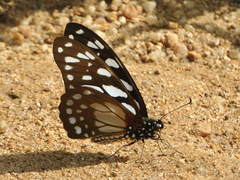 Graphium leonidas leonidas