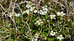 Cardamine alalata