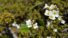 Cardamine alalata