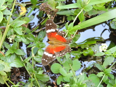 Anartia amathea